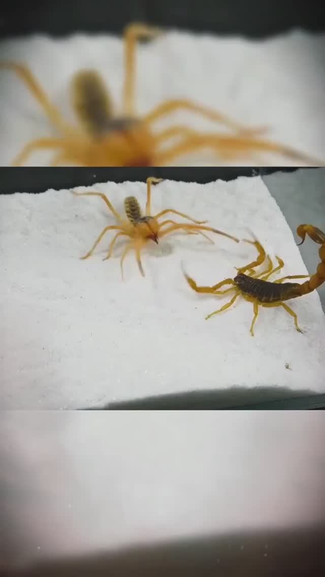 желтый скорпион VS верблюжий паук 🕷🦂