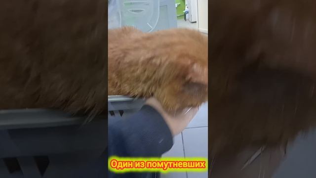 Котофей перед операцией