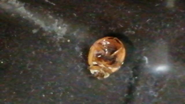 VID_20241123_220928.mp4