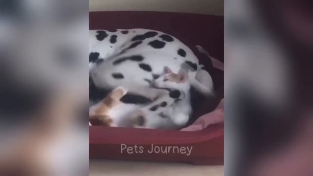 Новые смешные животные 2024 😂 Самые смешные видео о кошках и собаках 😹🐶 Часть 2