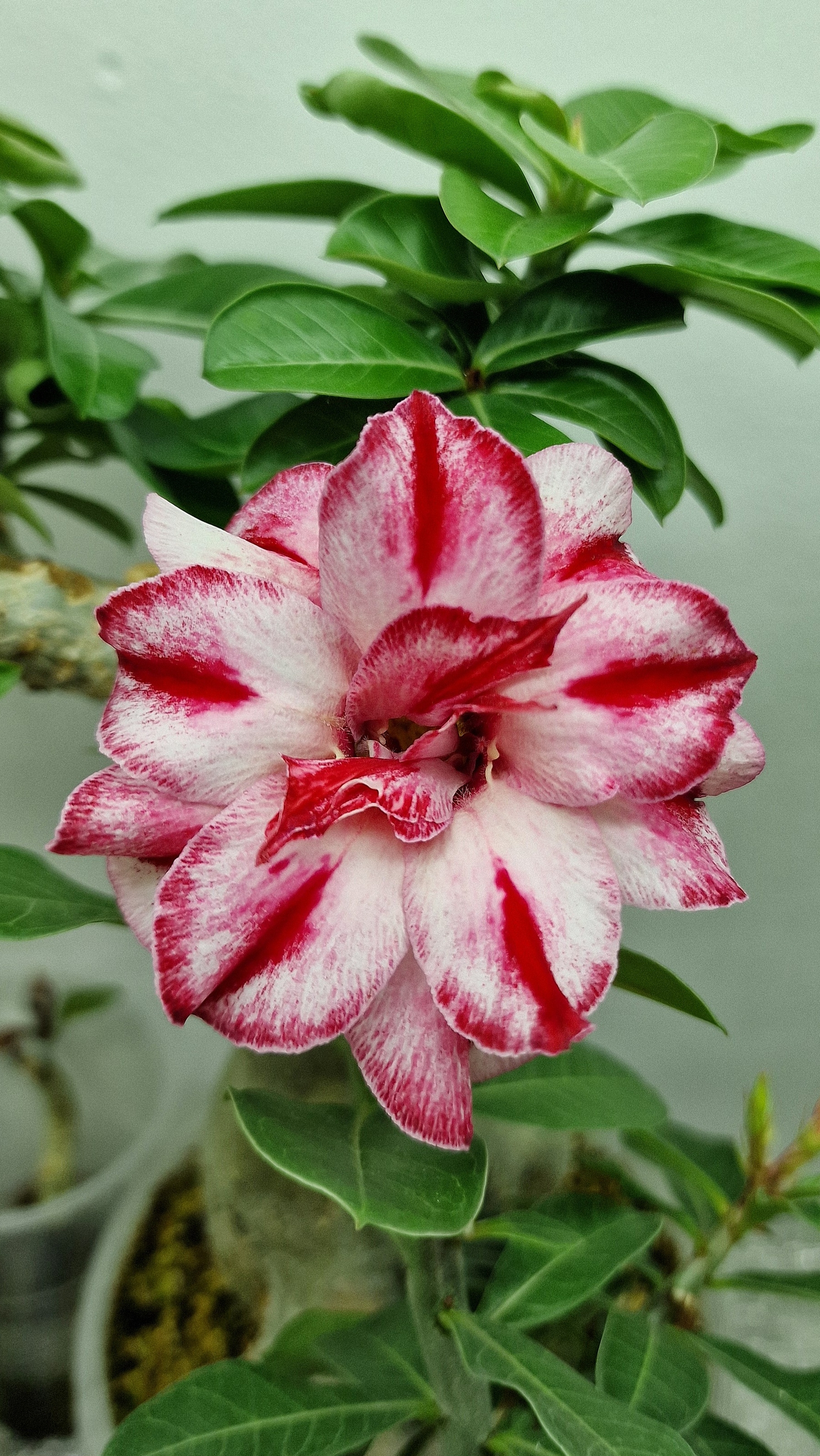 адениум AS-41. Сеянец, выращенный из семян🤗 #адениум #flowers #цветы #plants #adenium  #сад #garden