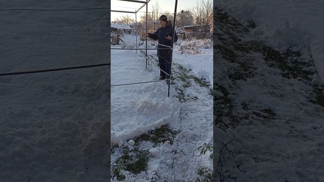 Снег, снег, снег, зато полезно для ЗДОРОВЬЯ И ВИНОГРАДА...