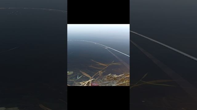 мормышинг