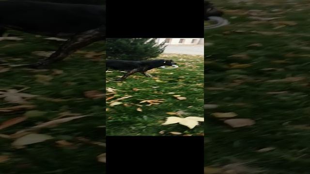 VID_20241121_142332.mp4