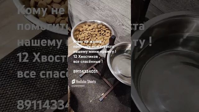 Помогите пожалуйста ,  нашему мини приюту  ! 12 Хвостиков !  #Cat's # помощьживотным # коты # собаки