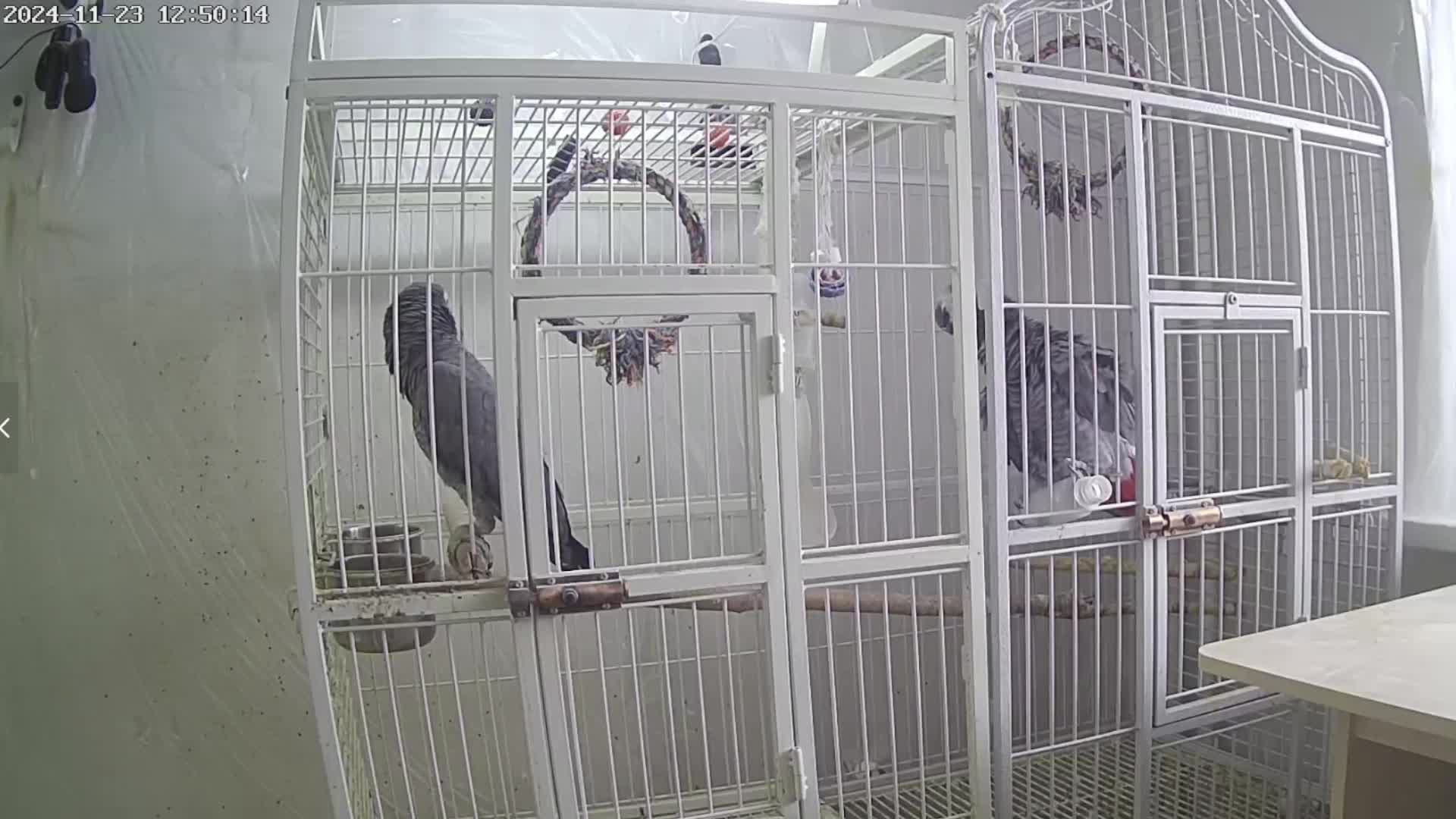 Попугаи Жако Contents of Gray African parrots