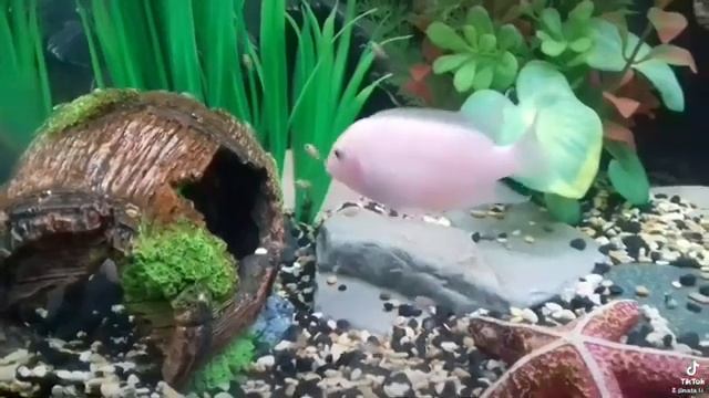 Семейство белого принца, с детьми 💕. Рыбки из моего аквариума