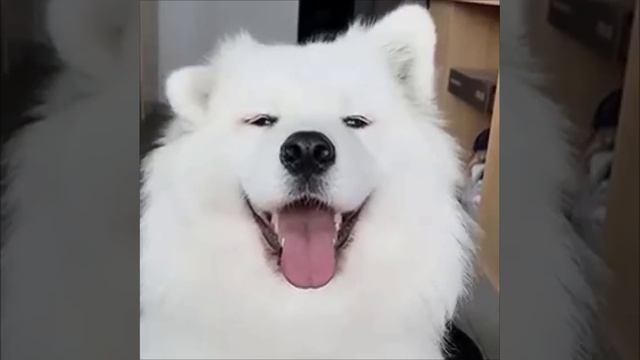 милаха