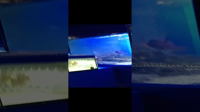 VID_20241019_122728.mp4