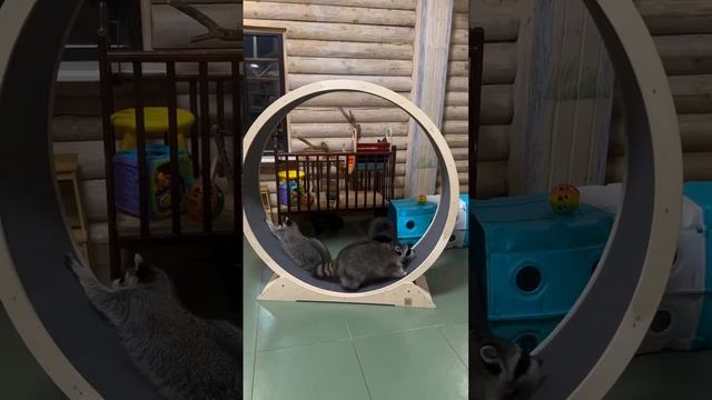 Весёлые игры енотов 😂👍