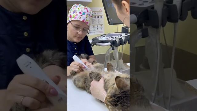 🐾 Каждый прием у ветеринара — это отдельный вид искусства!