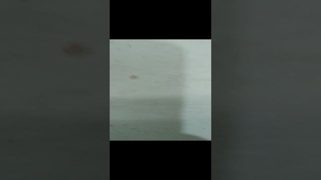 Готовим закуску часть1