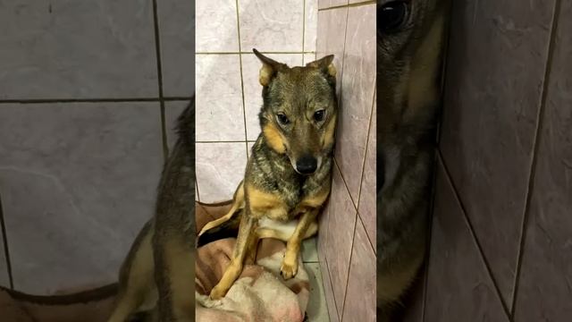 НЕ БЫЛО БЫ СЧАСТЬЯ ДА НЕСЧАСТЬЕ ПОМОГЛО…
СМОЖЕТ ЛИ ЛАПУШКА СТАТЬ ДОМАШНЕЙ ПОСЛЕ ВСЕГО ПЕРЕЖИТОГО?!