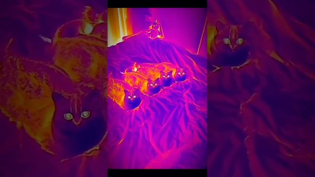 как пукают кошки