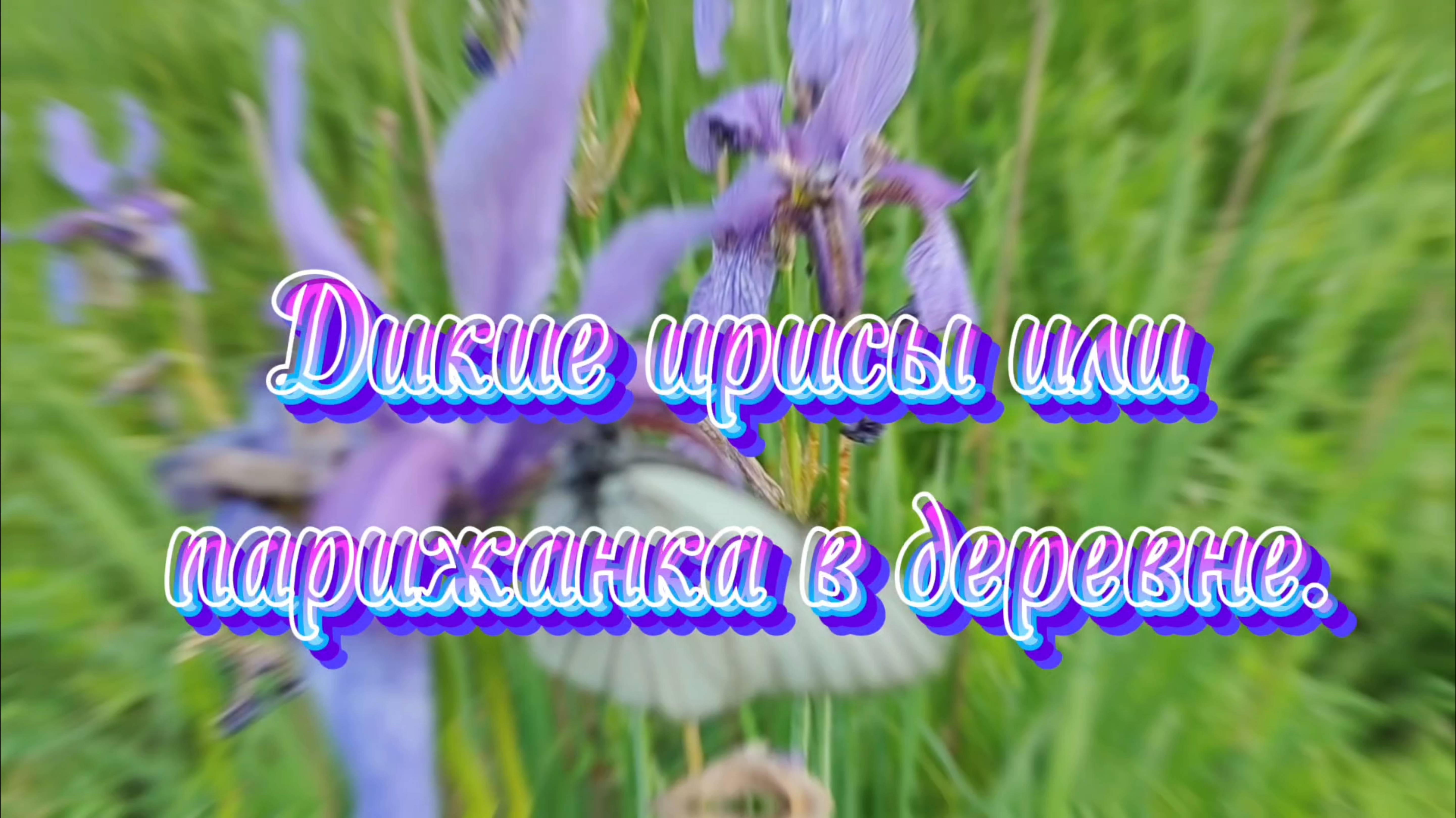 Дикие ирисы или парижанка в деревне.