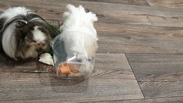 Морские свинки идут на дело!
