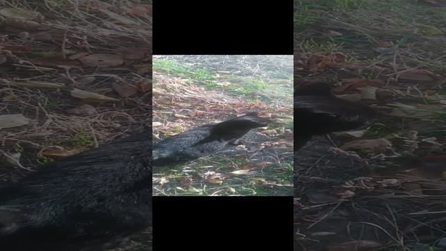 VID_20241123_092744.mp4