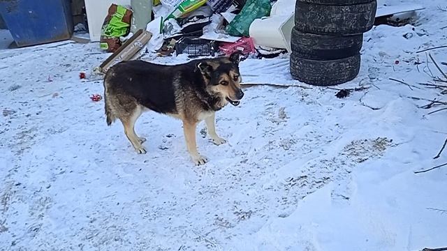 VID_20241123_141410.mp4