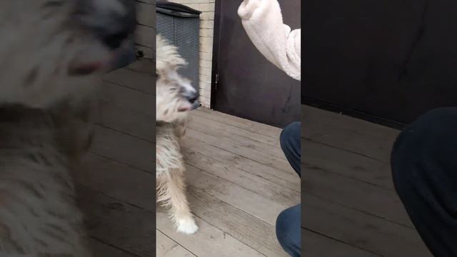 Дай вкусняшку