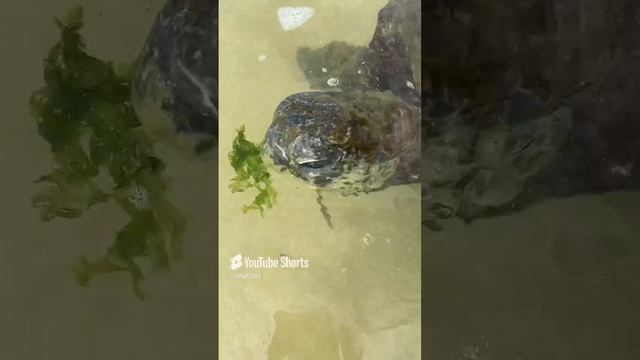 Полезный перекус)