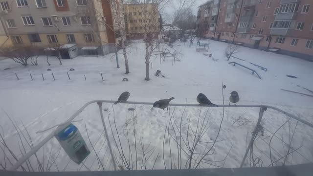 Синички дружно прилетели на кормушку! 23.11.2024