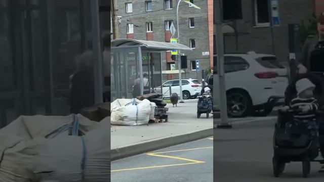 Тем временем в Санкт-Петербурге:
Прогулка со свиньёй.