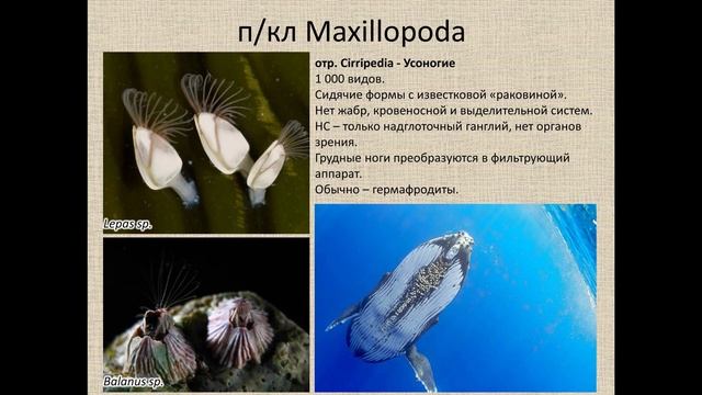 Членистоногие. Ракообразные.