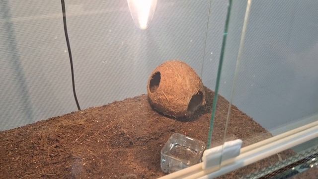 Экзотические животные