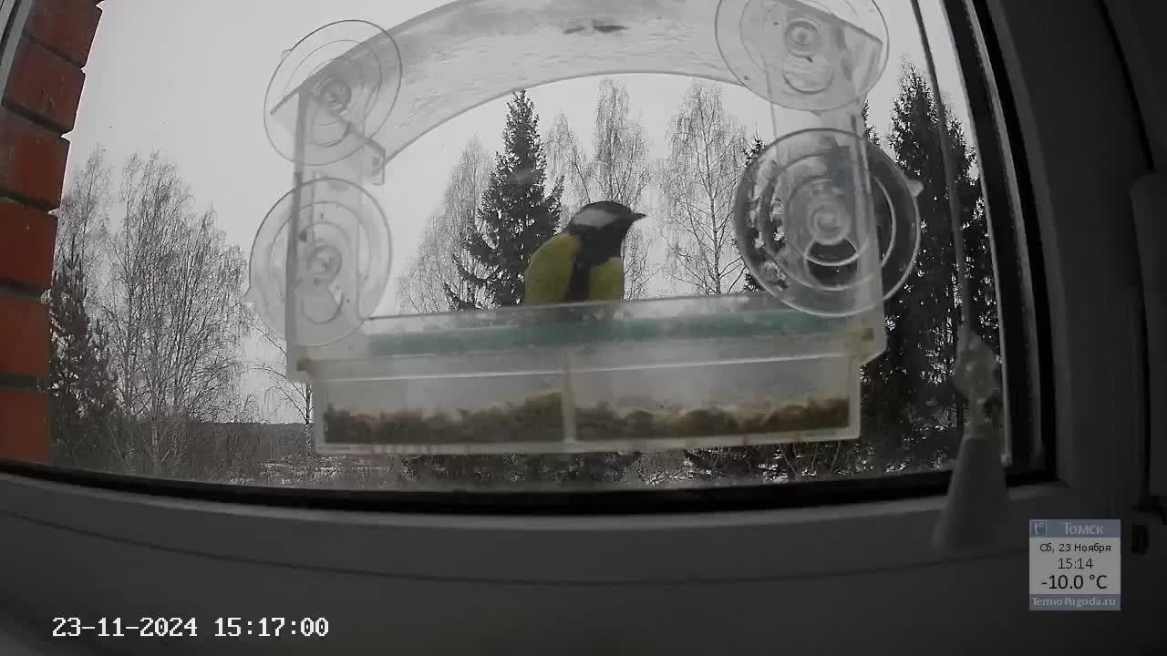 Кормушечка 23.11.24