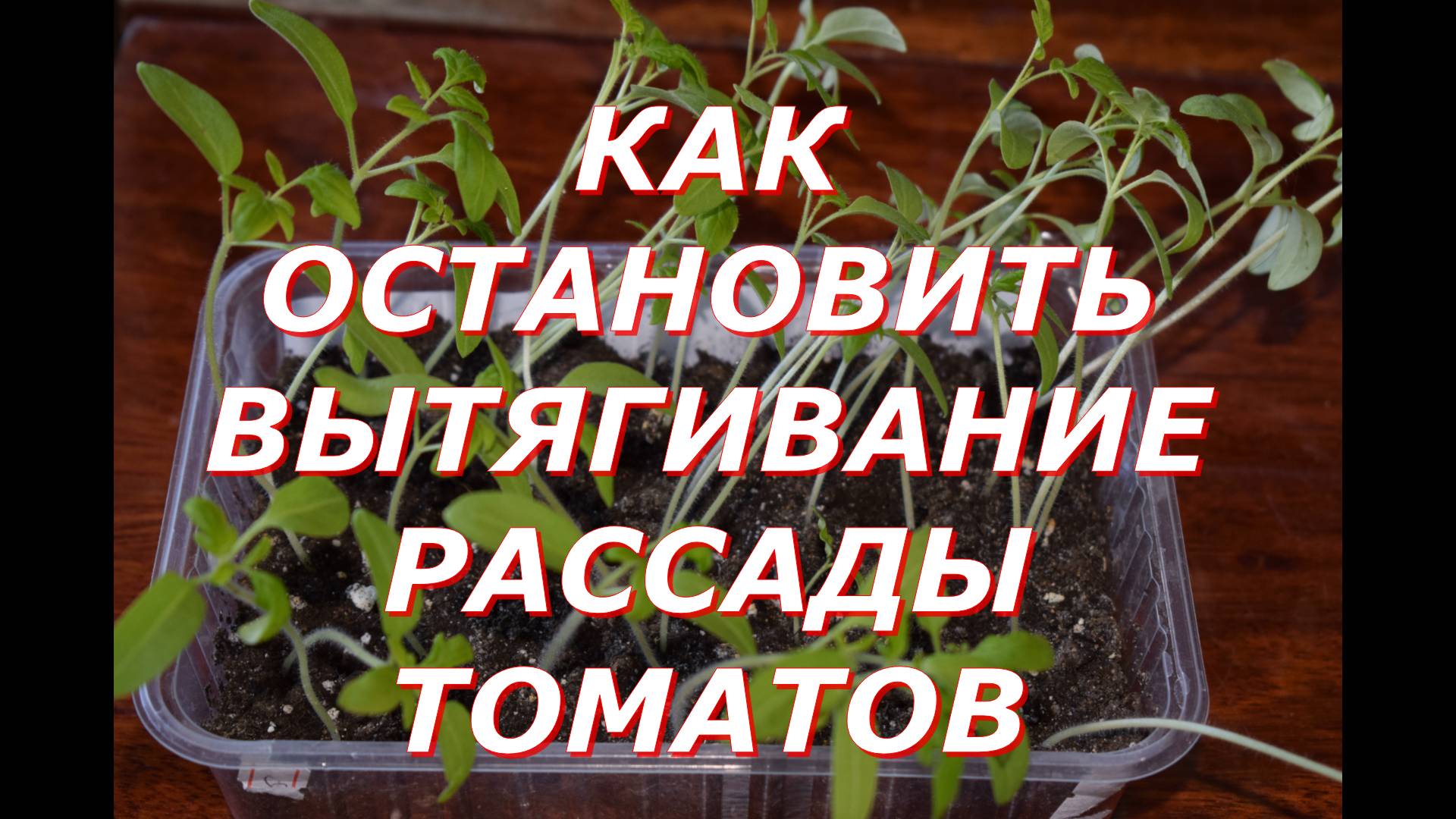 Как остановливаю вытягивание рассады томатов