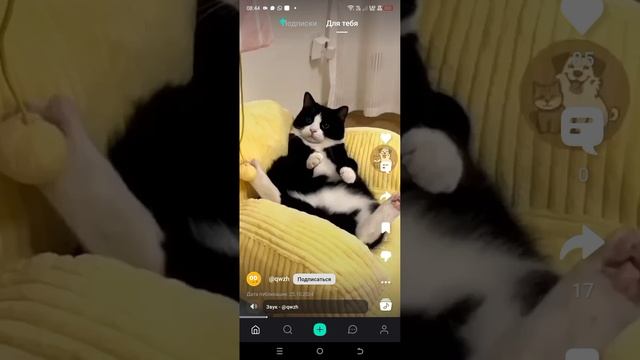 котики