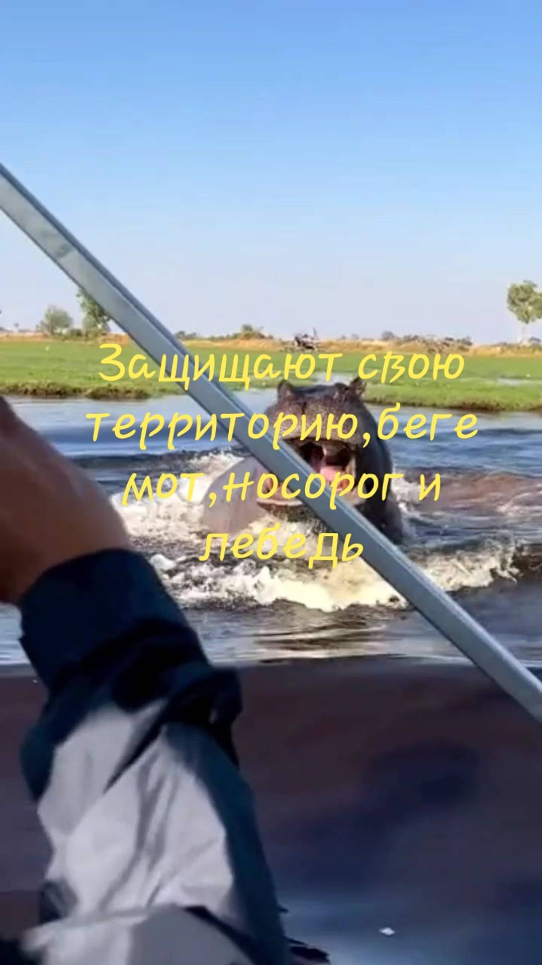 Носорог бегемот и лебедь защищают свою территорию