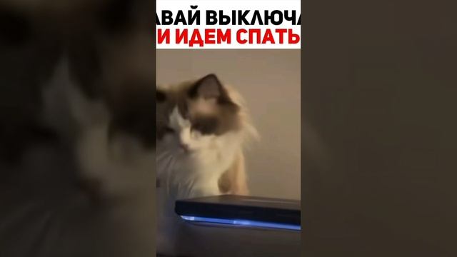 домашний лохматый начальник 😼