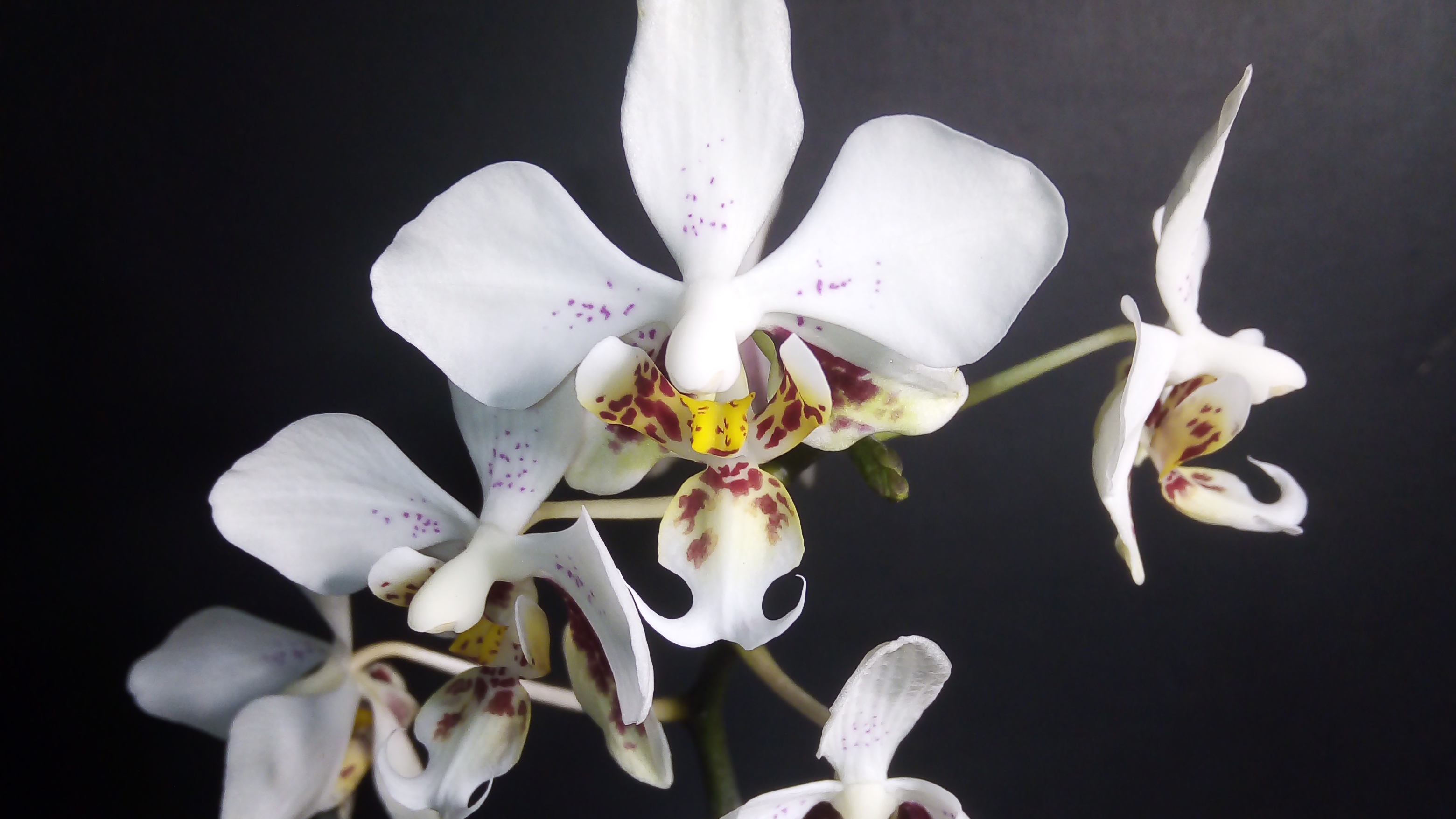 Периоды или фазы роста орхидей Часть 1