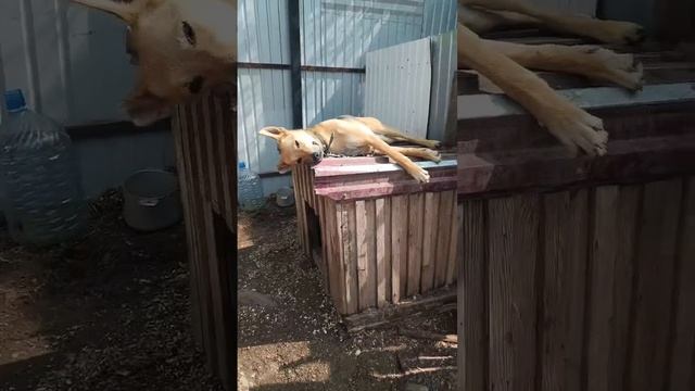 Дуся- ценный сотрудник, ценный охранник! 💂😁