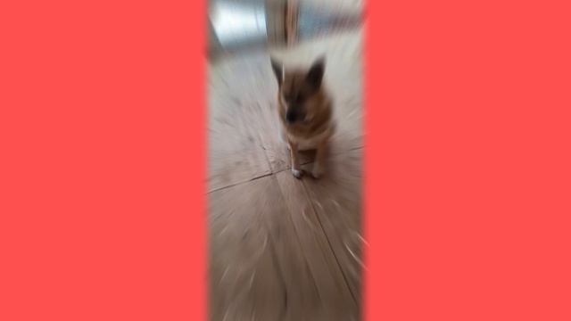 1000007967.mp4 (Собака смотрит на крепёж болтовыми соединениями стропил дома А-фрейм)