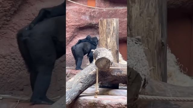 Все мамы такие: могут нести ребёнка и ещё кучу всего