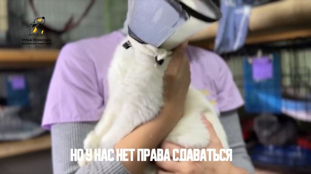 Продолжаем лечение пациентки Дольки! Поддержать⬇️