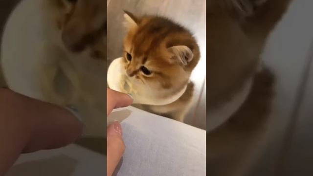 Мы в ВК https://vk.com/life_of_cats