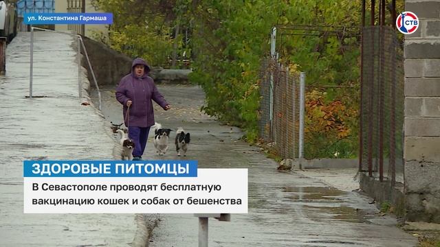 Бесплатная вакцинация кошек и собак традиционно прошла в Севастополе