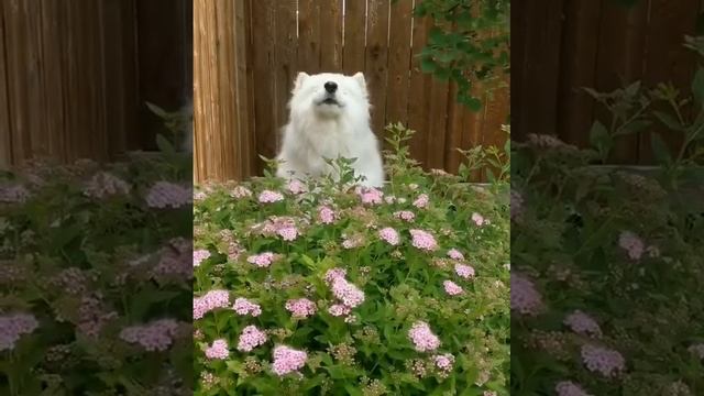 Собакен улыбакен)
