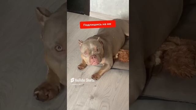Опасность для любого вора 💰 #shorts