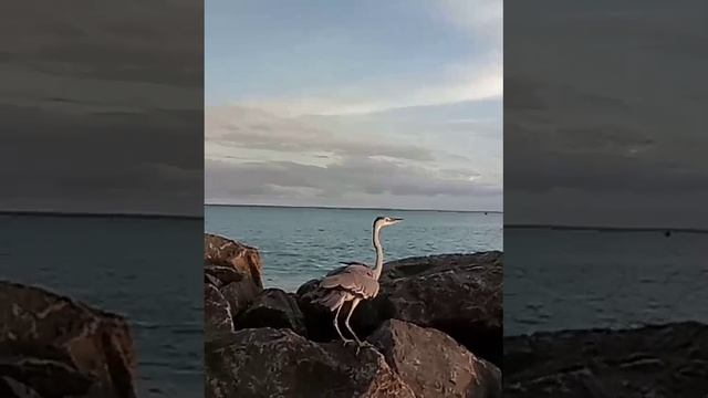 1000010818.mp4