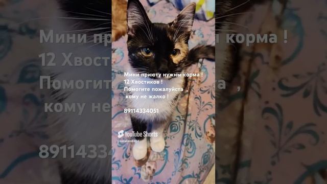 Помогите пожалуйста ,  нашему мини приюту  ! 12 Хвостиков !  #Cat's # помощьживотным # коты # собаки