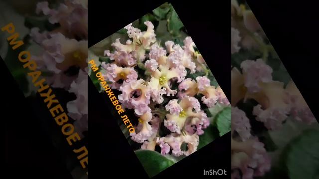 InShot_20241123_223012786_001.mp4