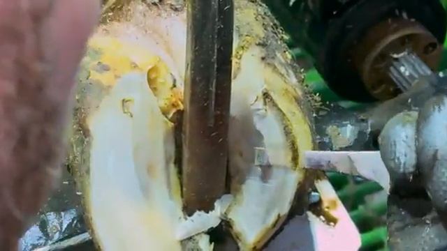 this DEFORMED COW's FOOT had an incredibly PAINFUL SECRET!