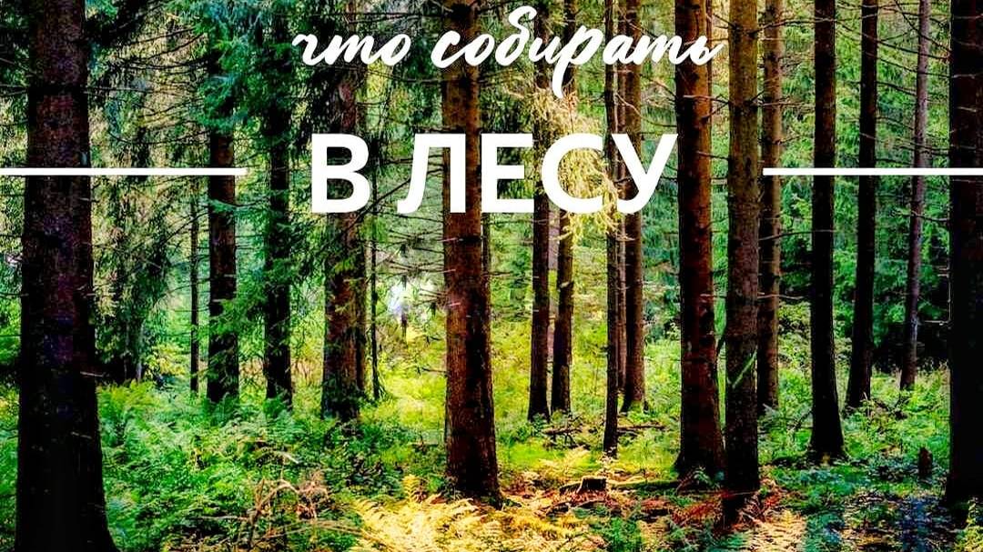 Что скрывает осенний лес? Арина собирает грибы и удивляет!
