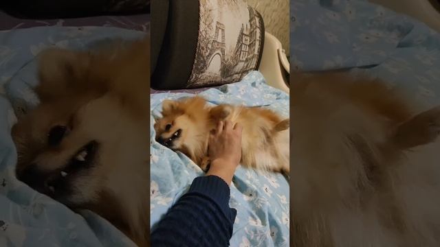 Шпиц