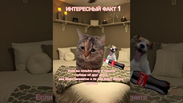 интересный факт😳 #мемныекоты #коты #мемы #рекомендации #рек #cat #memes