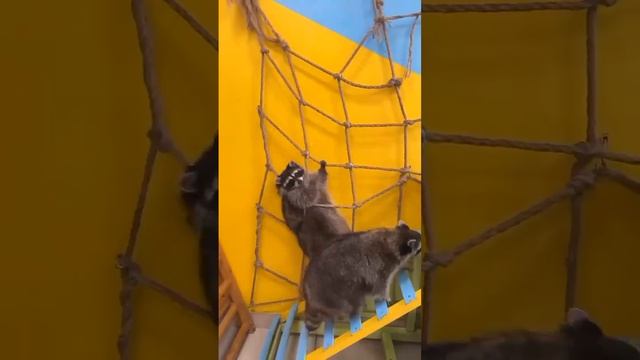 Скалолаз